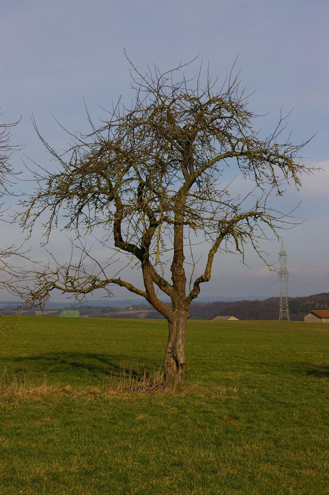 Schöner aus Wiedenbrück (Baum - Foto Claudia Schluckebier)