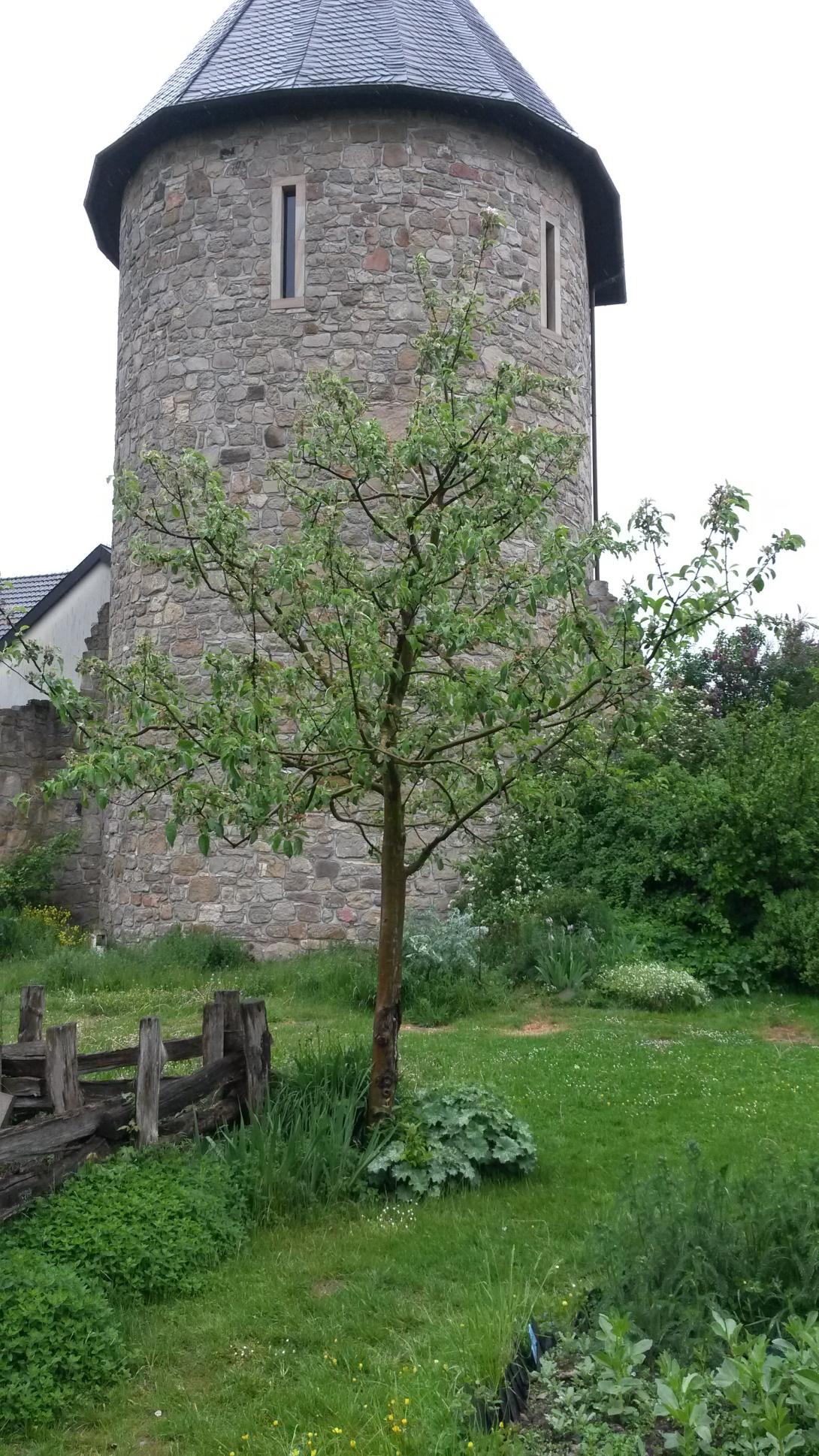 Schöner aus Oesdorf (am Wehrturm Wünnenberg). Foto Marion Schnell)