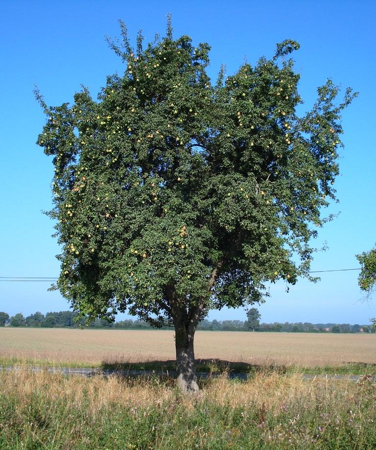 Sommer Bürgermeisterbirne