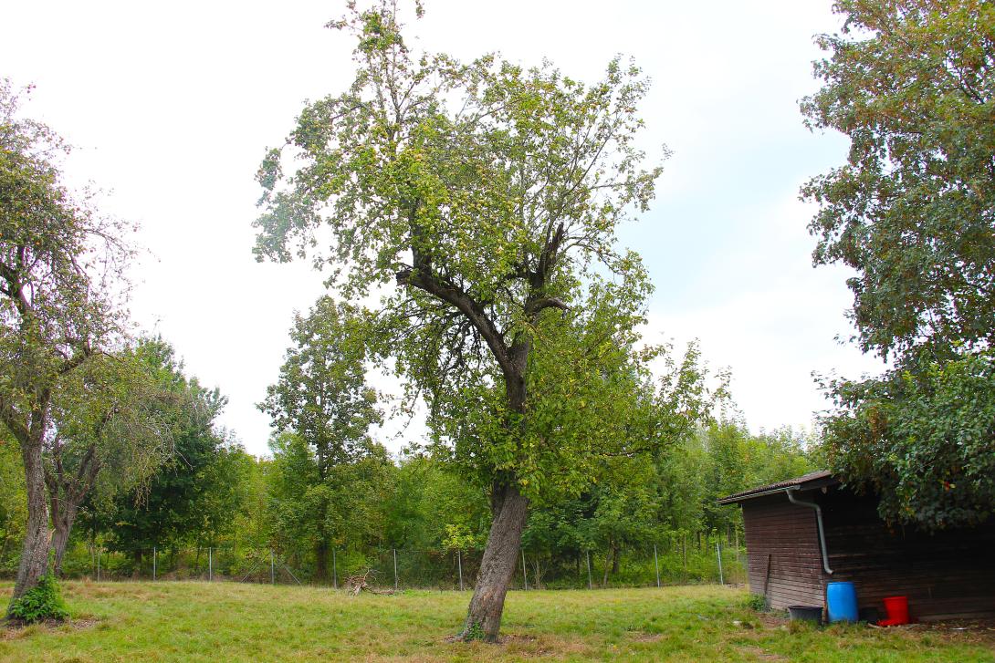 Baum im Laub