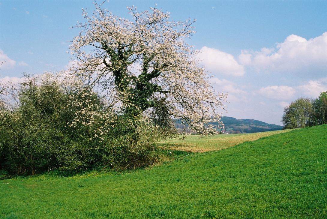 Tilgeners Rote Herkirsche