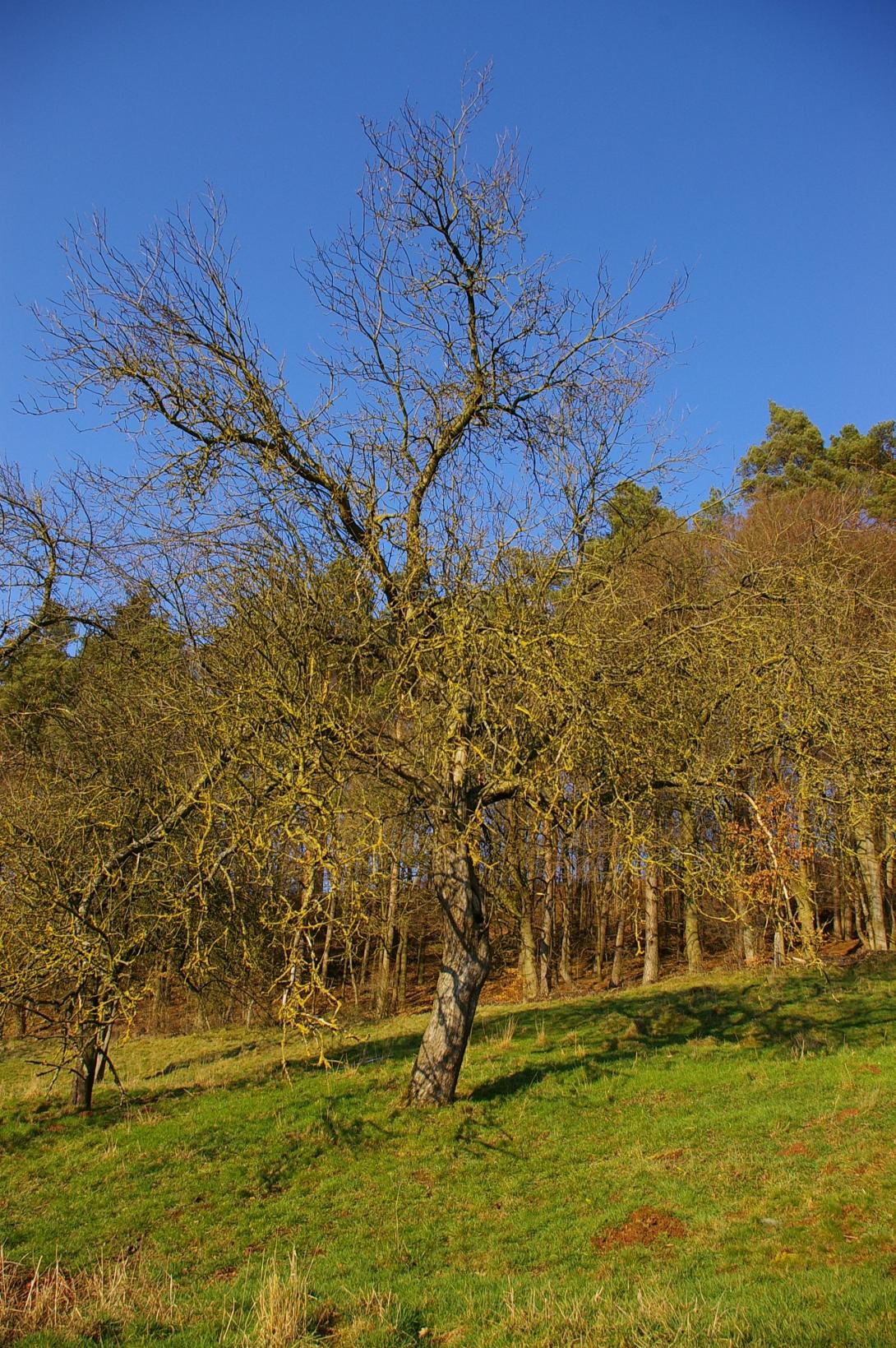 Großer Borsdorfer aus Udorf