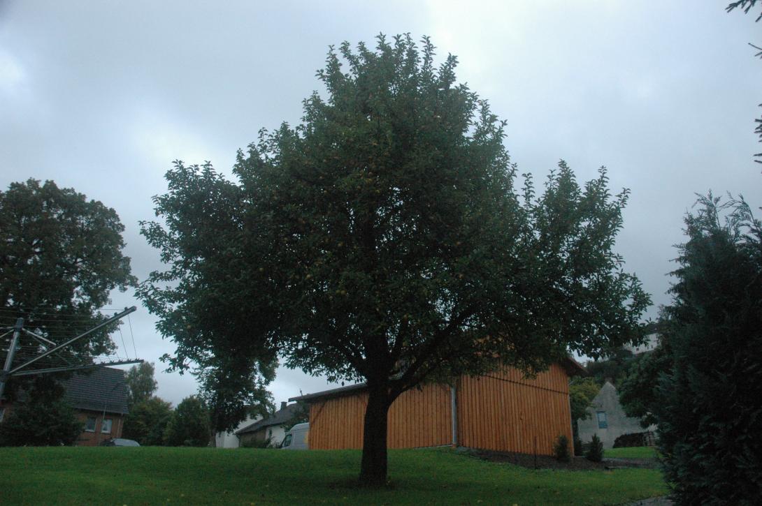 Wünnenberger Zuckerapfel (Baum)