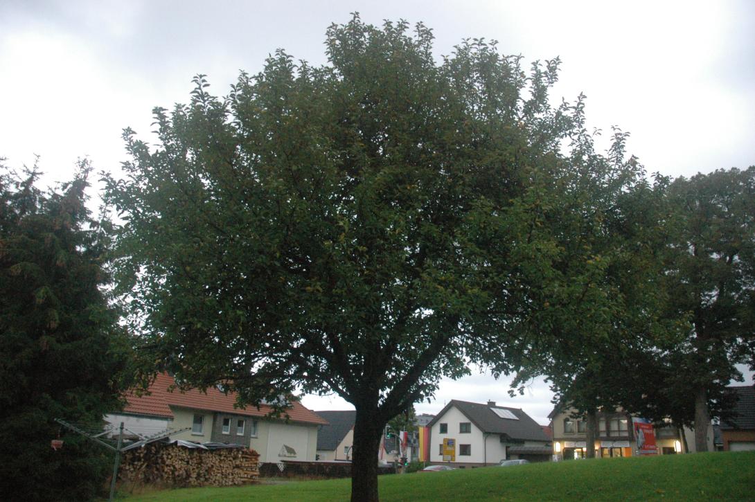 Wünnenberger Zuckerapfel (Baum)