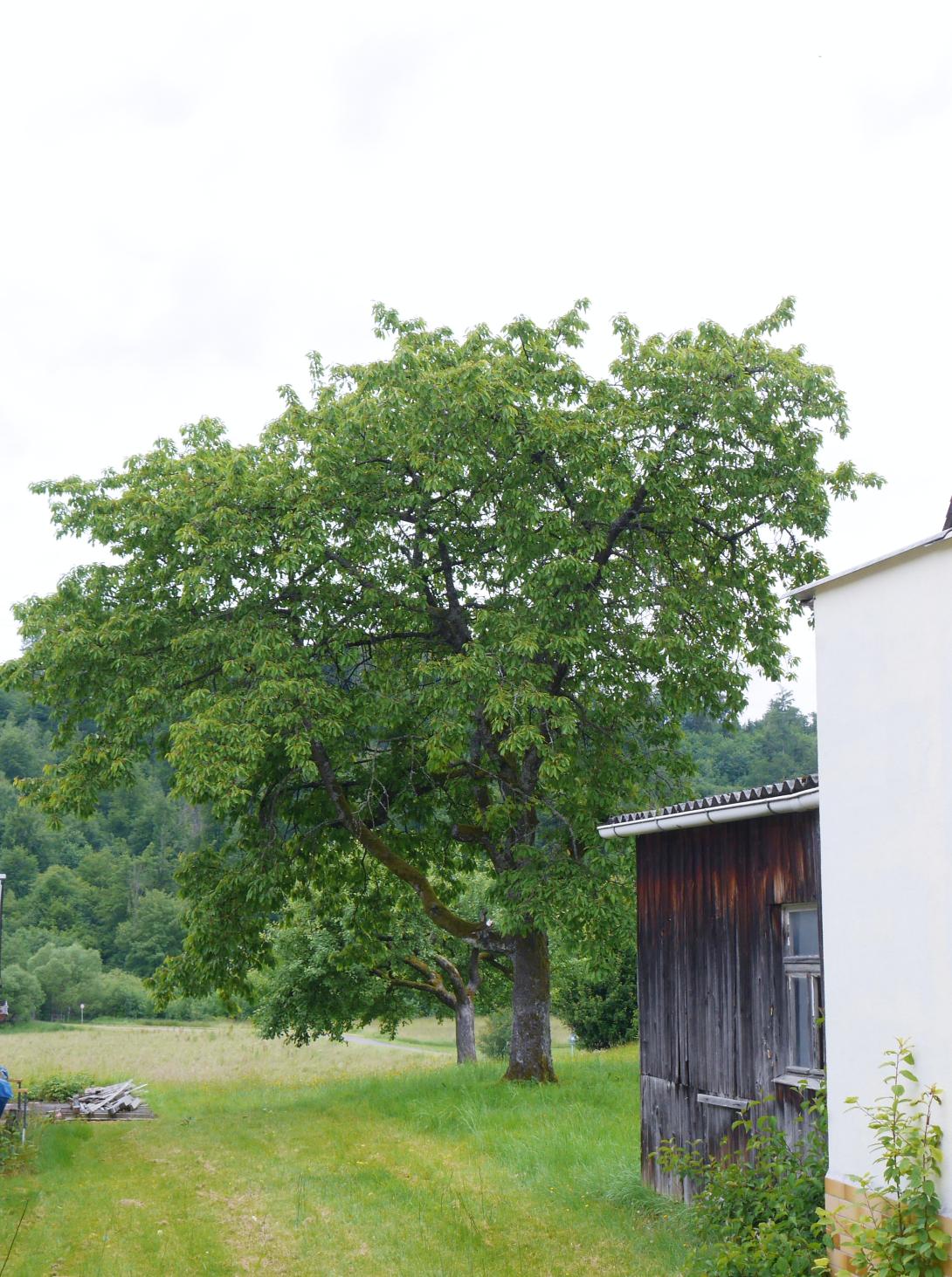  'Weiße Spanische'Baum