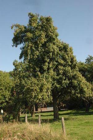 Winterköttelbirne