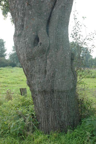 Winterköttelbirne
