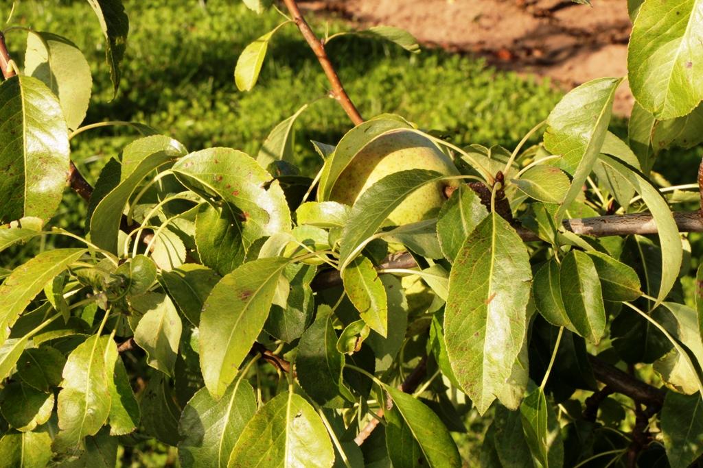 Weiße Herbstbutterbirne