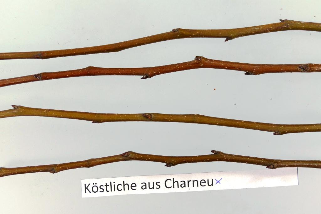 Köstliche aus Charneu