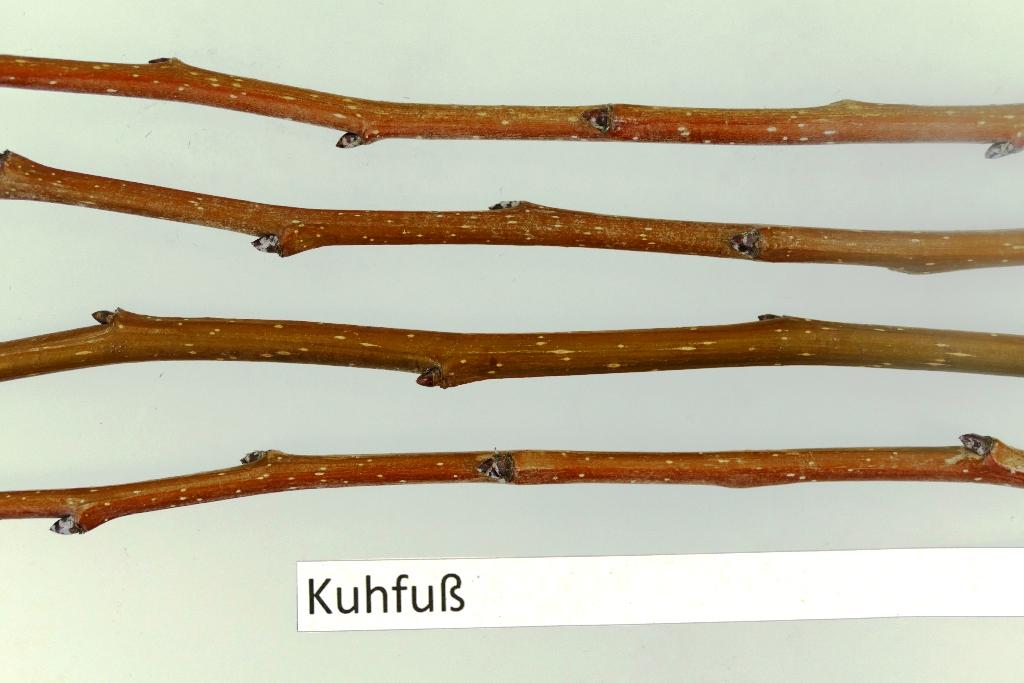 Kuhfuß