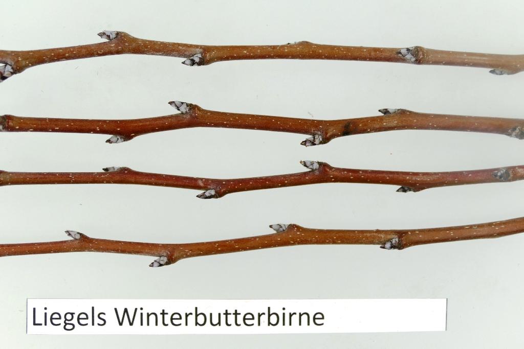 Liegels Winterbutterbirne