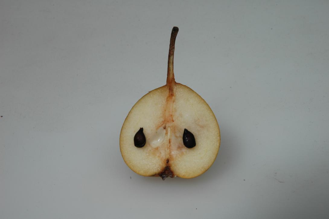 Goldhähnchen (Grieschenbirne)