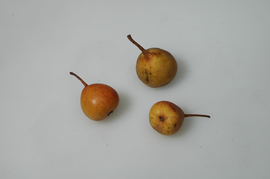 Goldhähnchen (Grieschenbirne)