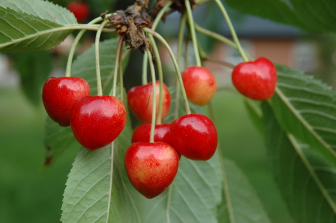 Tilgeners Rote Herkirsche