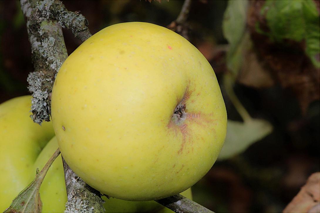 Früchte am Baum
