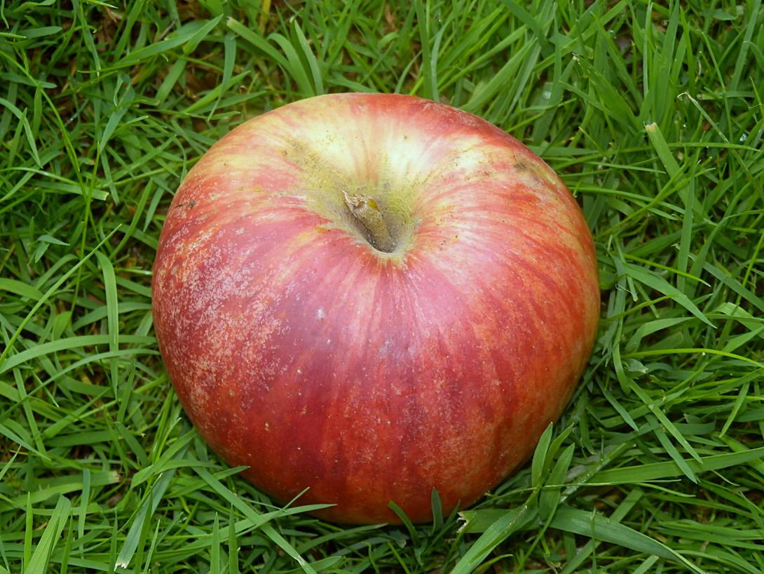 Frucht im Gras