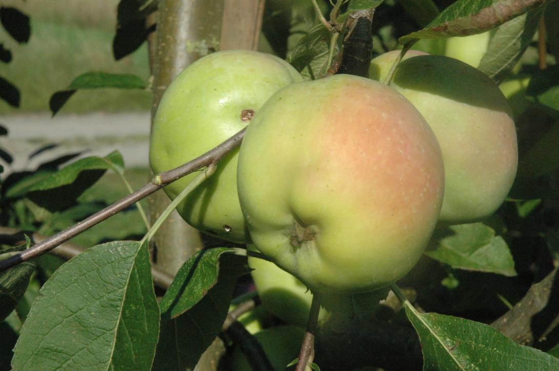 Bürener Zitronenapfel 