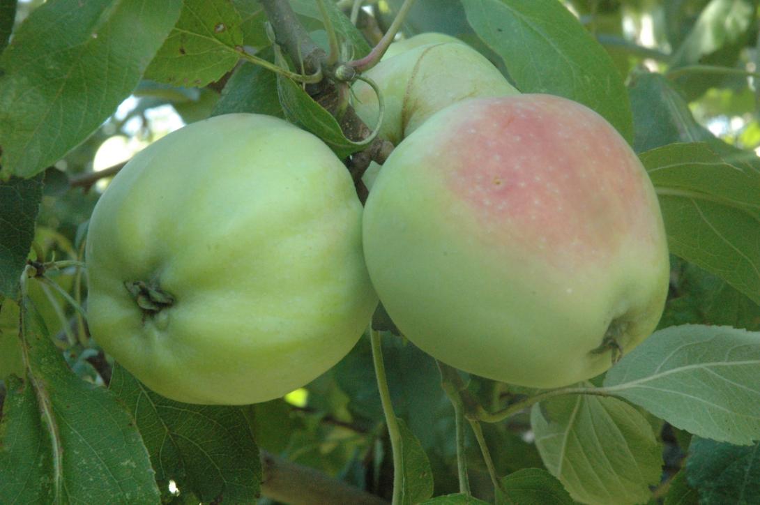 Bürener Zitronenapfel 