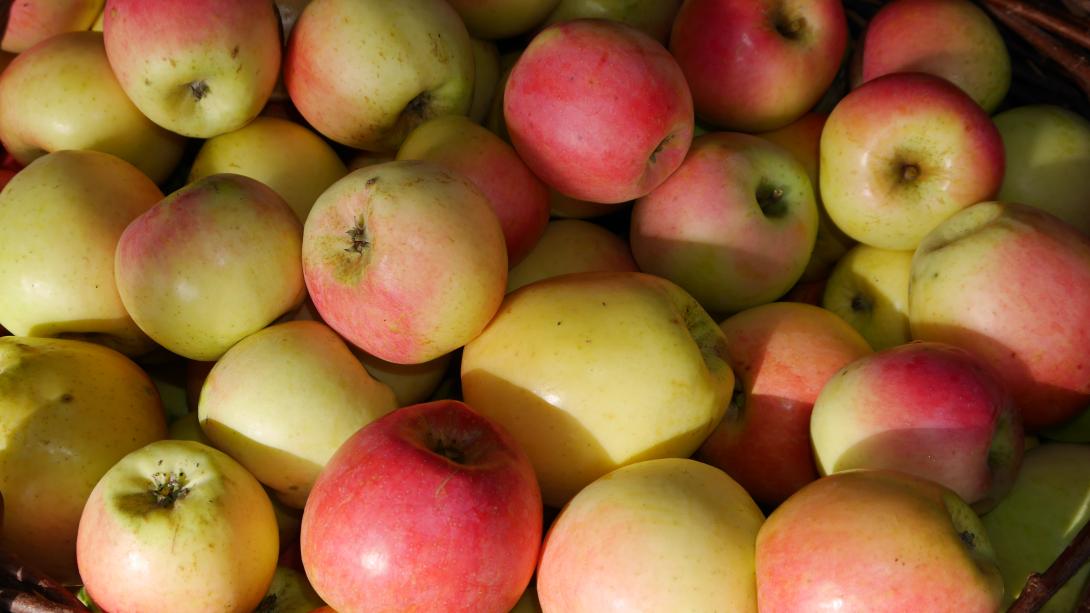 Bergischer Herrenapfel Bergischer Herrenapfel