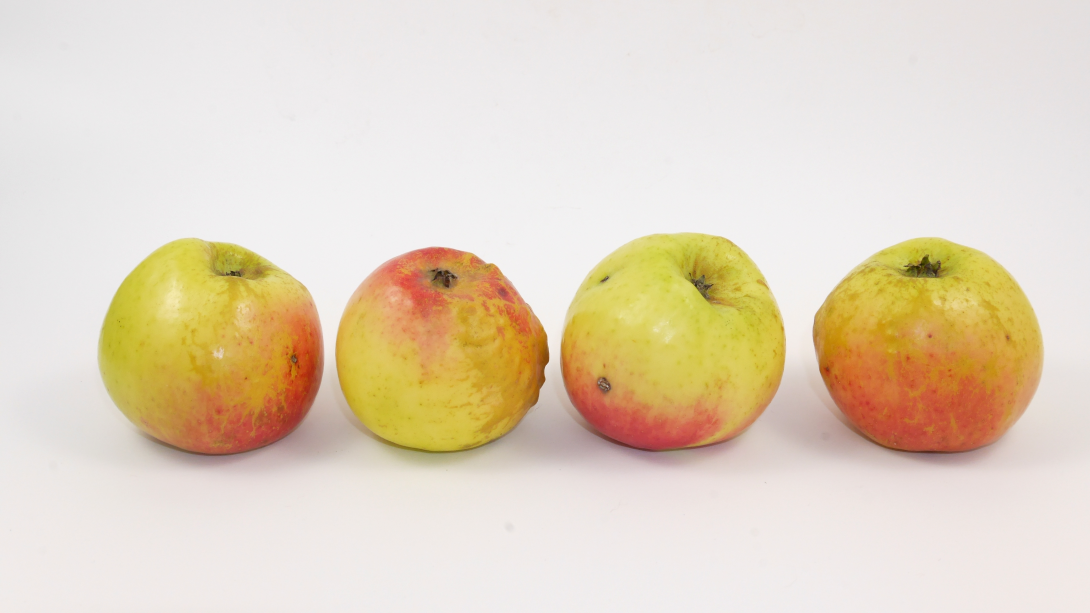 Bergischer Herrenapfel Kelchseite Bergischer Herrenapfel Kelchseite