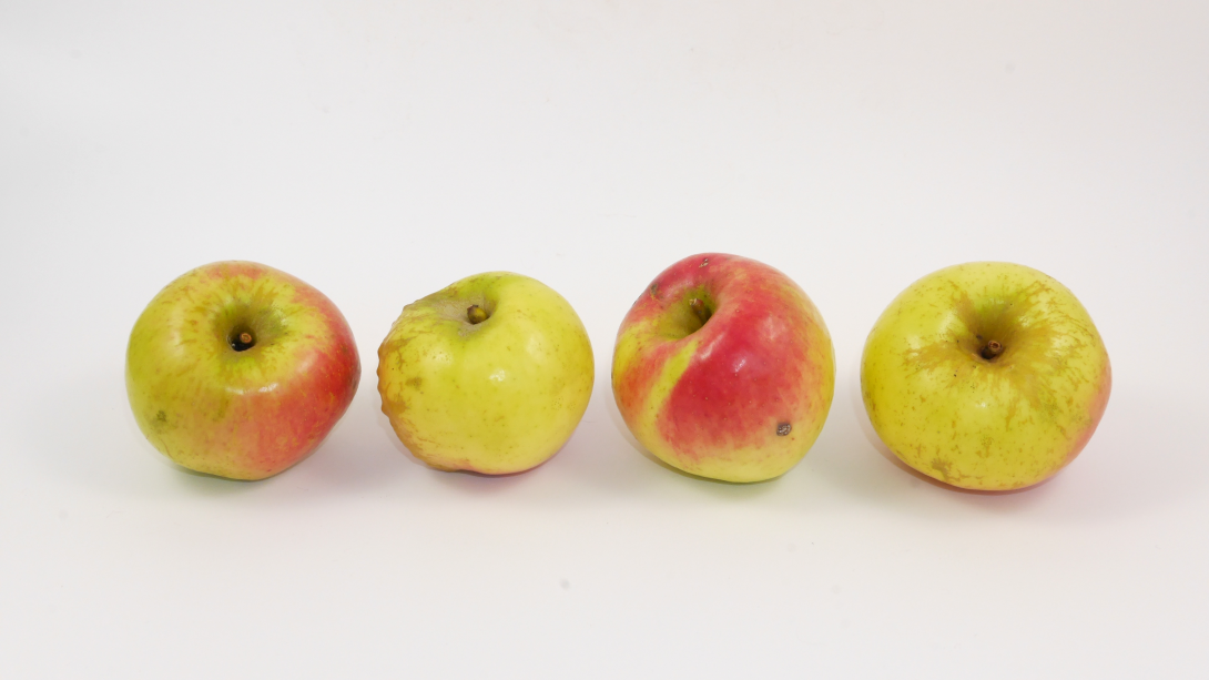 Bergischer Herrenapfel Stielansicht Bergischer Herrenapfel Stielansicht
