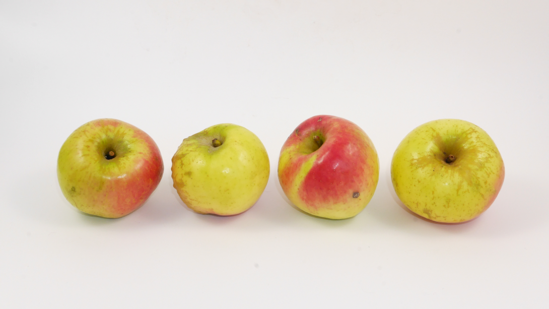 Bergischer Herrenapfel Stielansicht