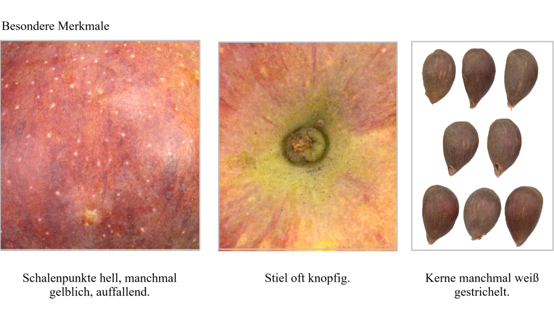 IDs: 1209, 1211 & Kernordner