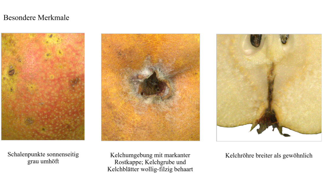 IDs: 1141, 1141 & 1137
