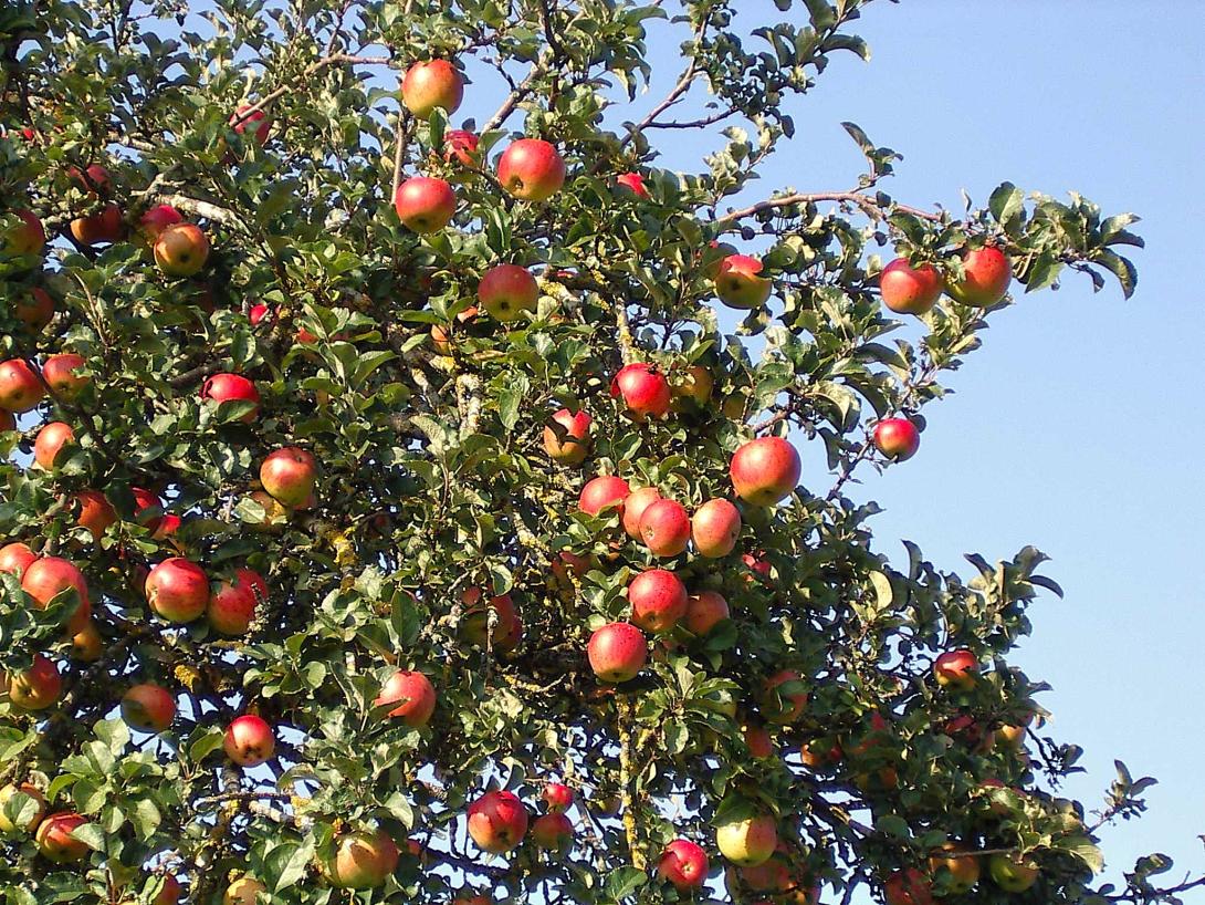Früchte am Baum