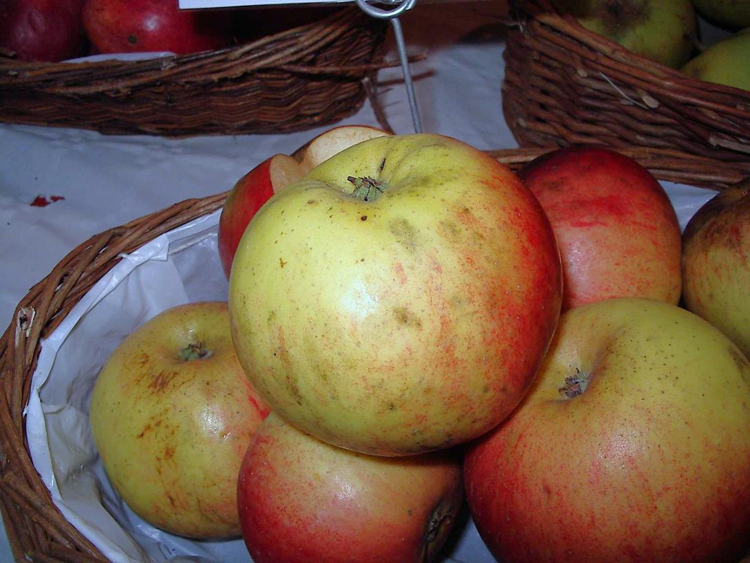 Früchte in der Schale