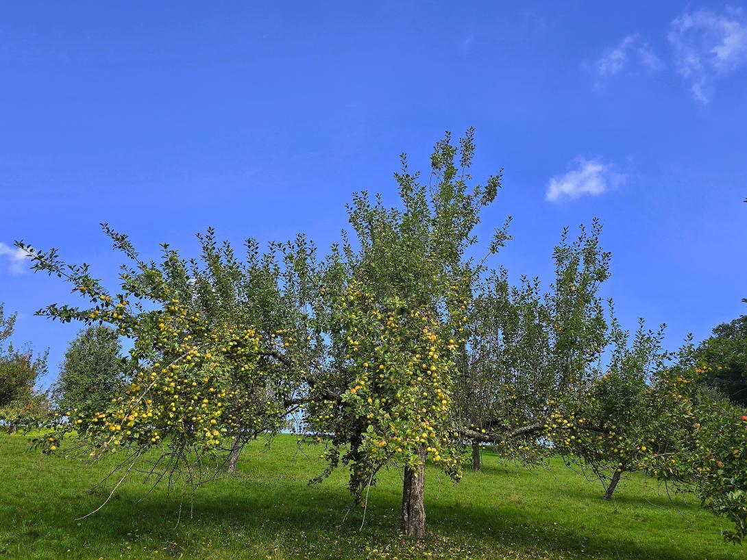 Früchte am Baum