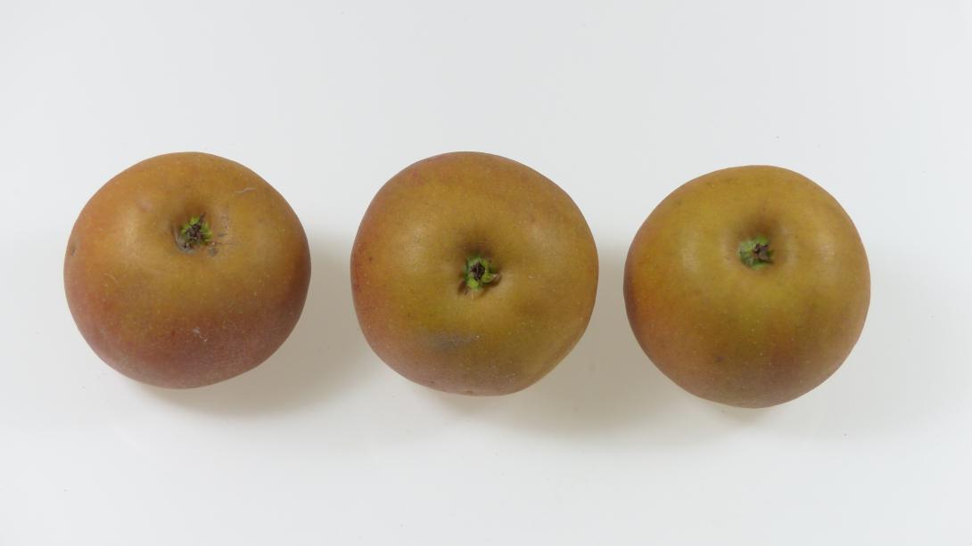 Carpentin drei Früchte Kelch