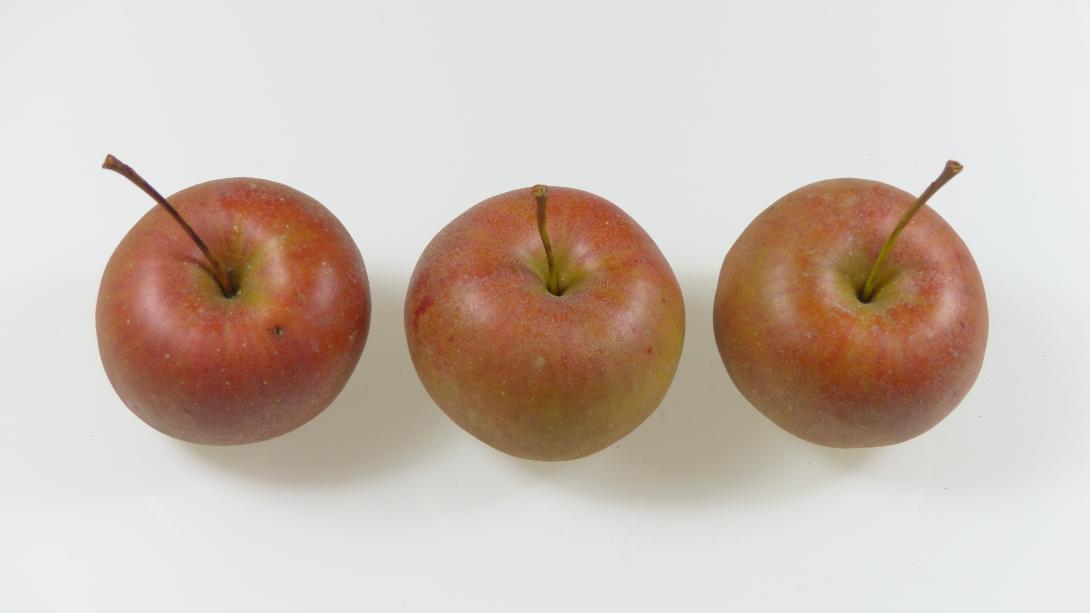 Carpentin drei Früchte Stiel