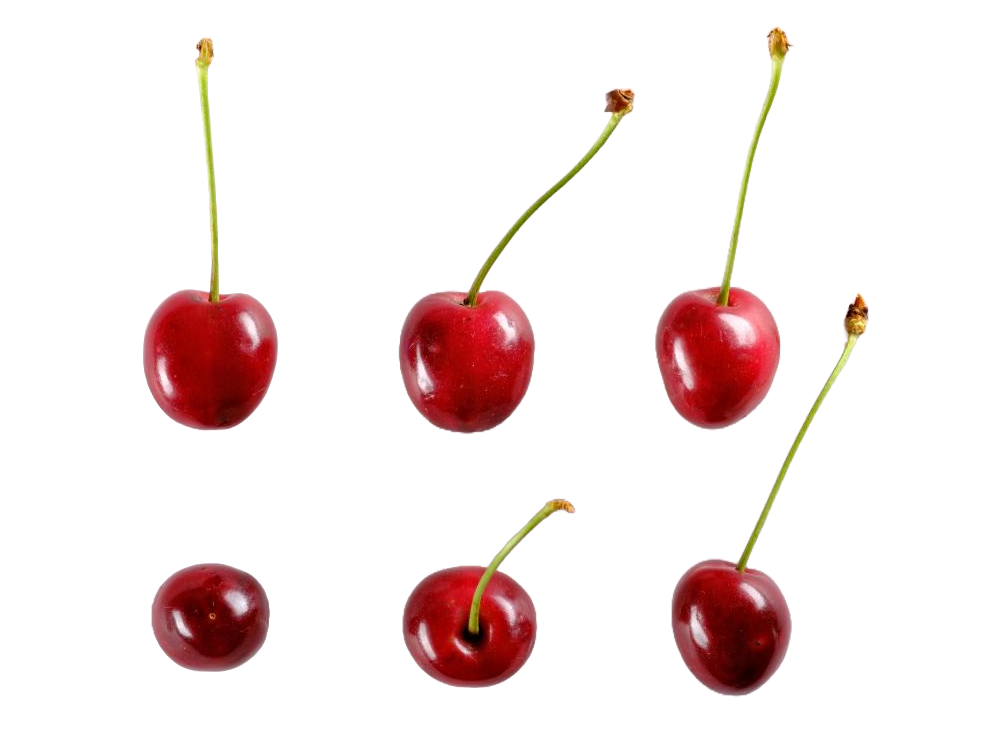 'Coburger Maiherz'-Typ Sahlis-Kohren, Studio