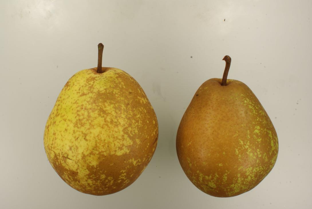 Holzfarbige Butterbirne