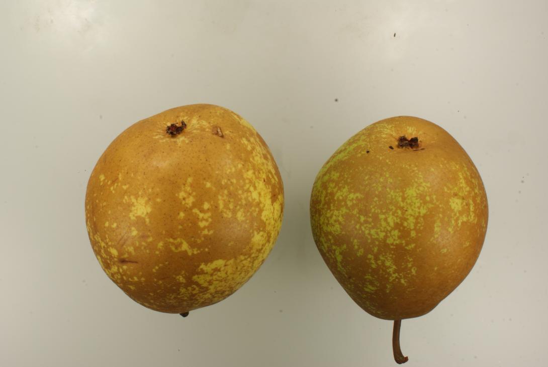 Holzfarbige Butterbirne