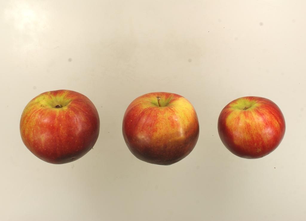 Purpurroter Wintercousinot