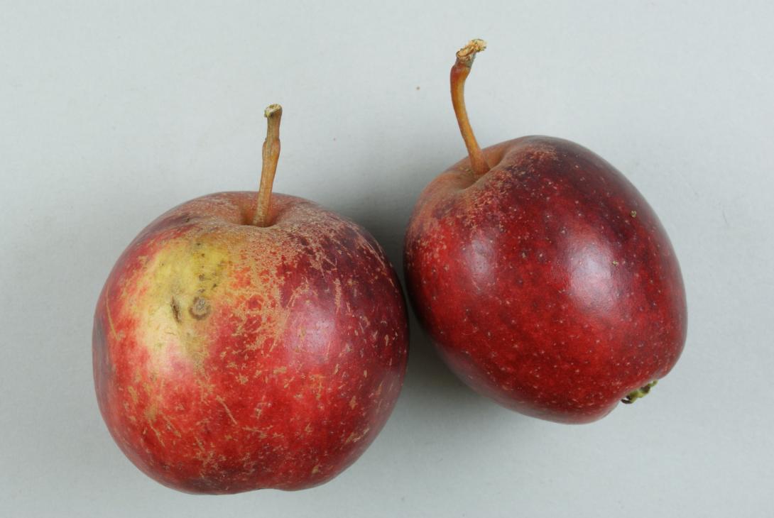 Purpurroter Herbst Cousinot