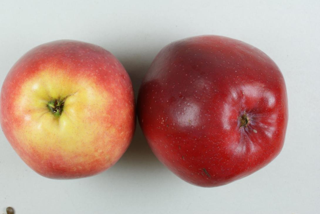 Berner Rosenapfel