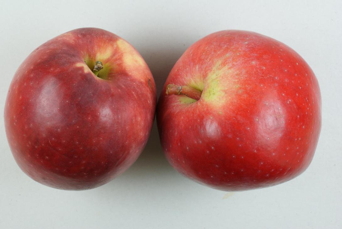 Berner Rosenapfel