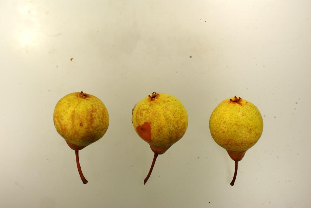 Frühe Schweizer Bergamotte