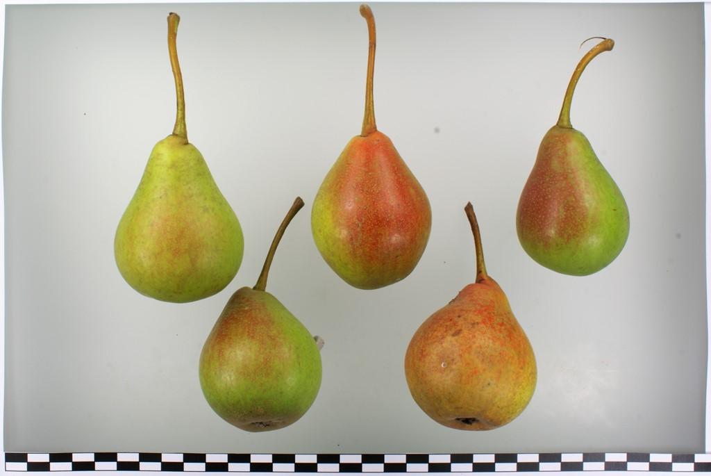 Lange Sommer Mundnetzbirne