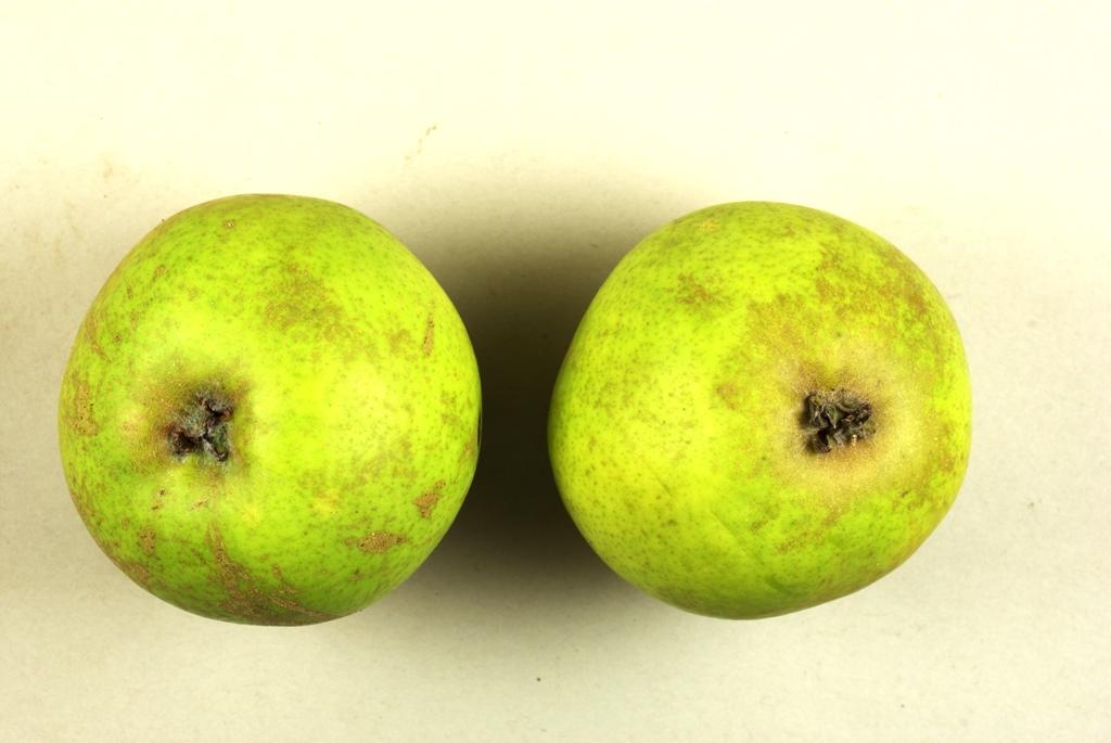 Lange Sommer Mundnetzbirne