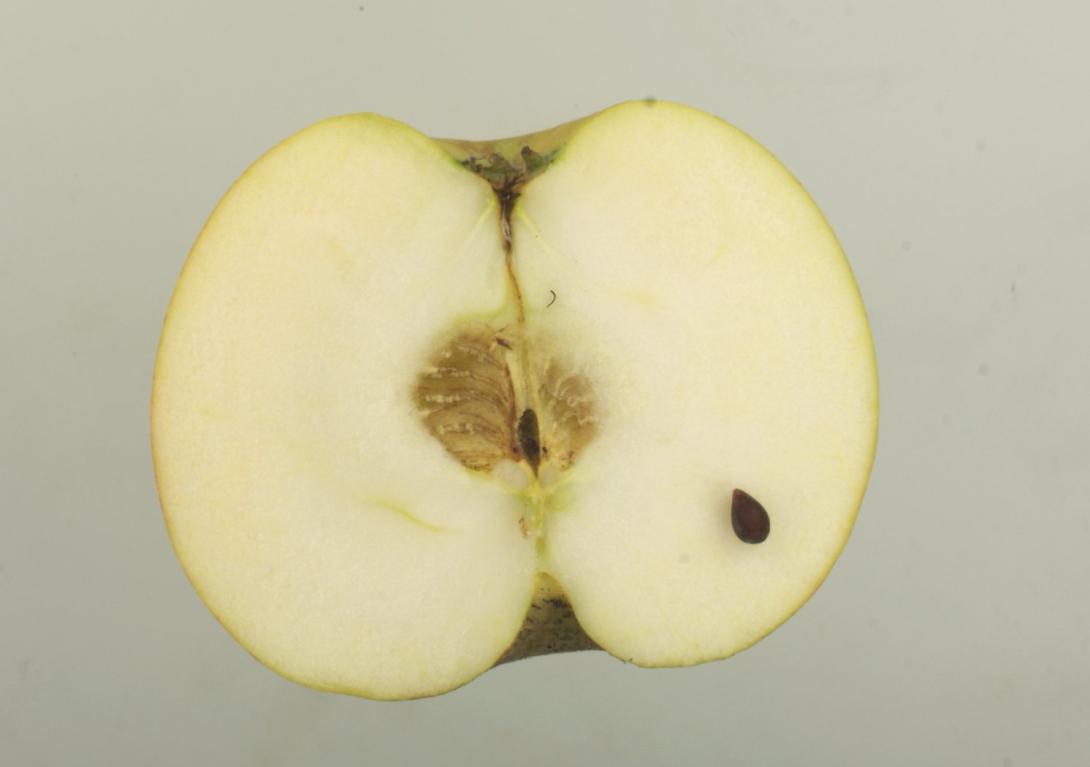 Peasgoods Sondergleichen Peasgoods Sondergleichen