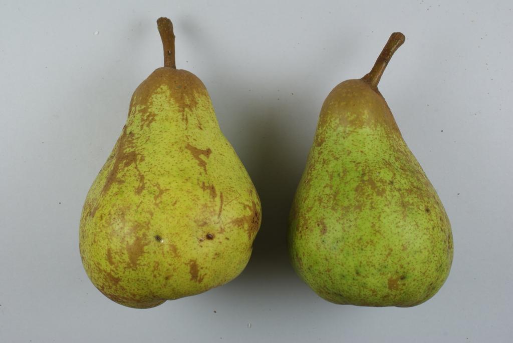 Andenken an den Kongreß