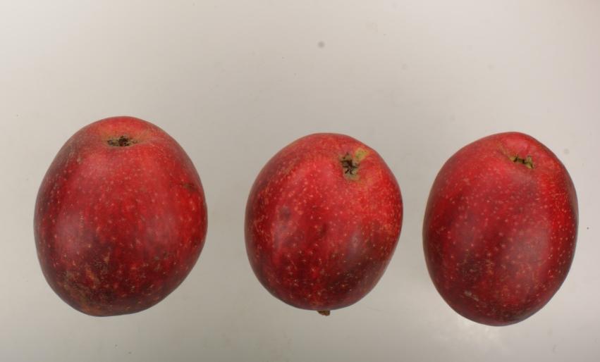 Purpurroter Herbst Cousinot