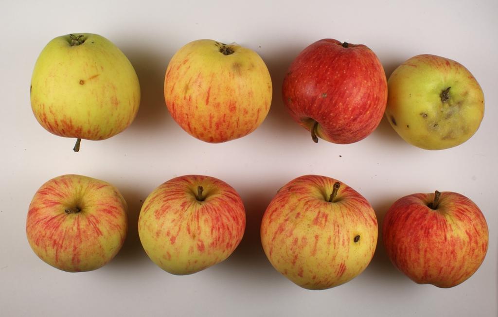 Virginischer Rosenapfel