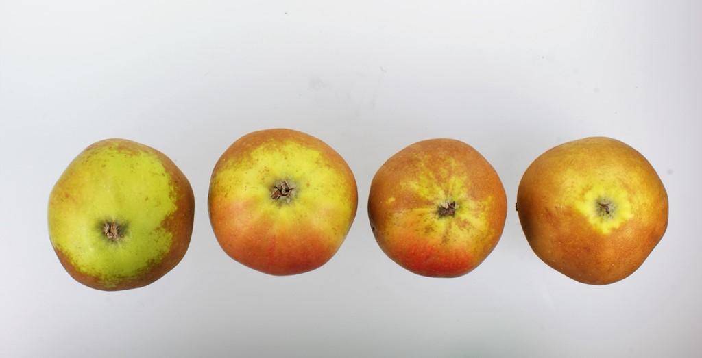 Osnabrücker Renette