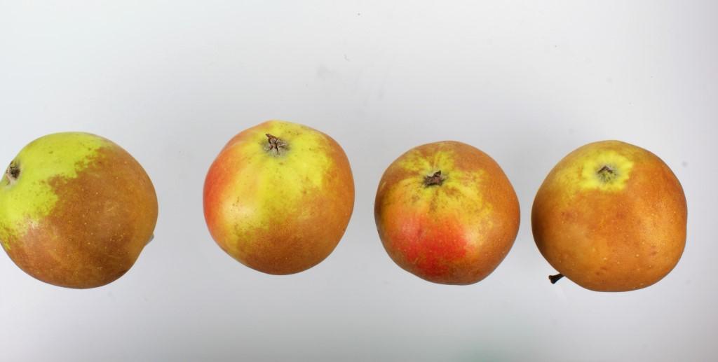 Osnabrücker Renette