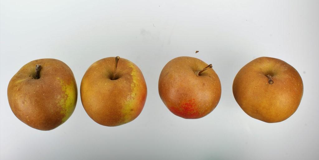 Osnabrücker Renette